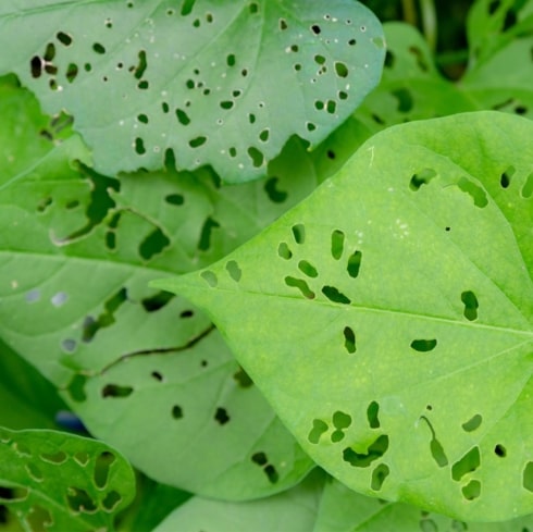 Leaf disease