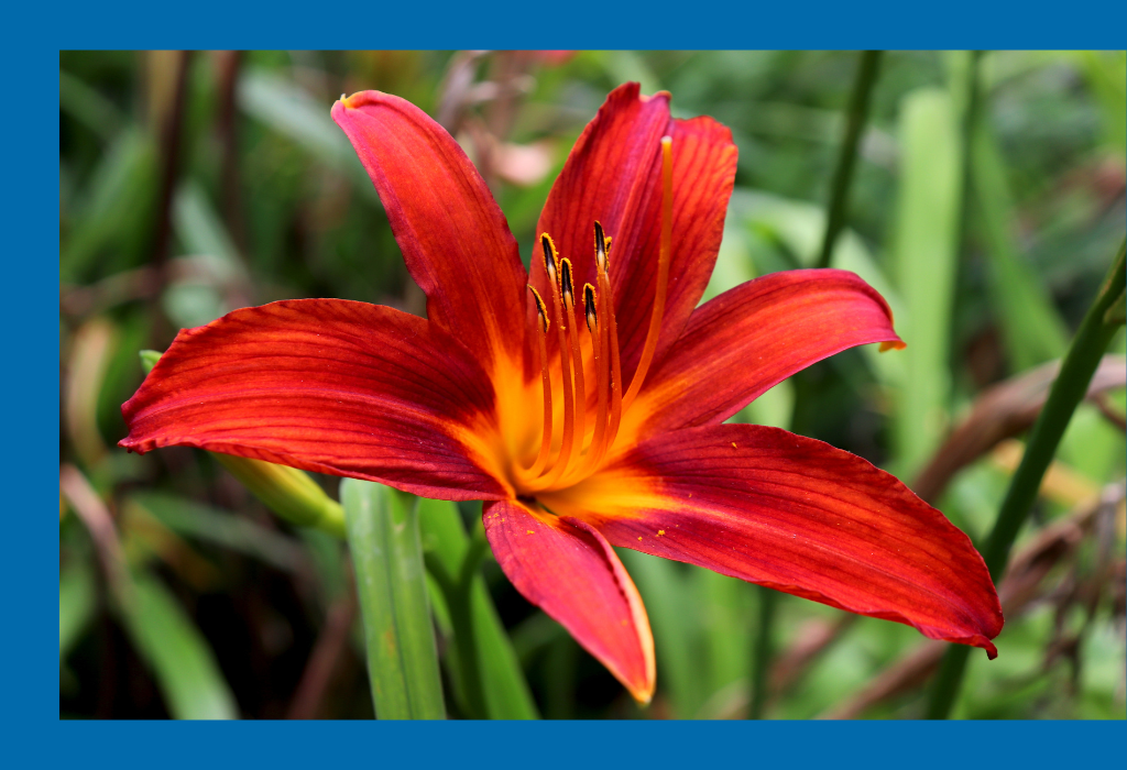 The Top 5 Summer Flowers for a Vibrant Garden K&H Landscape and