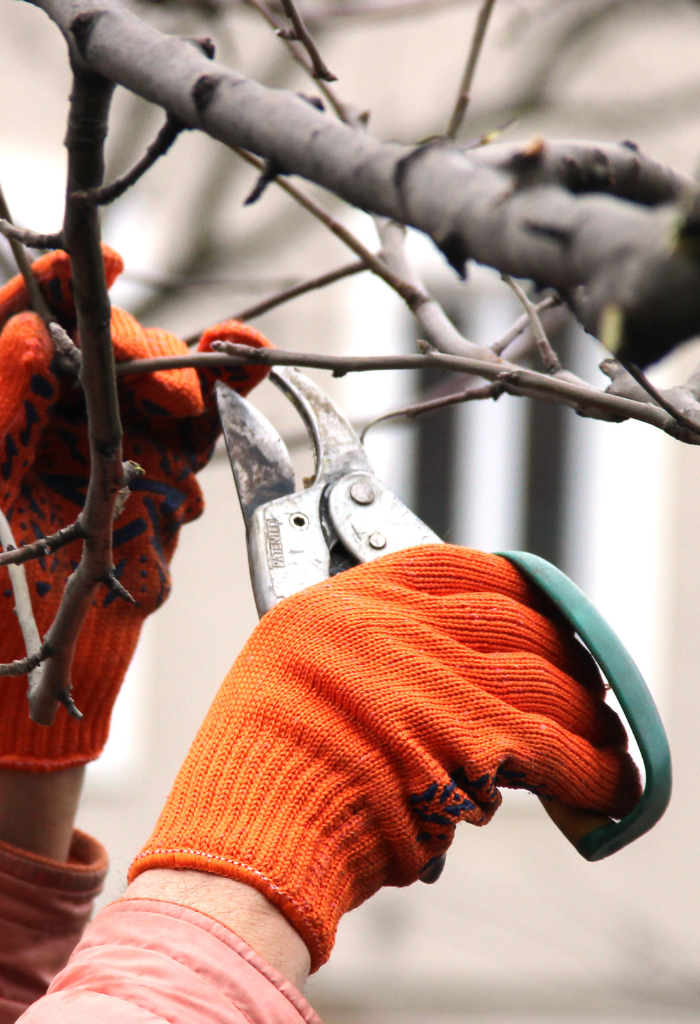 The Ultimate Guide to Winter Pruning – K&H Landscape and Grounds ...
